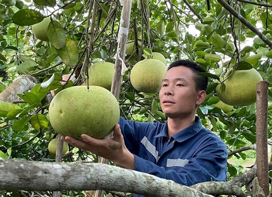 Hậu Giang: Sản xuất rau an toàn mang lại thu nhập cao cho người dân