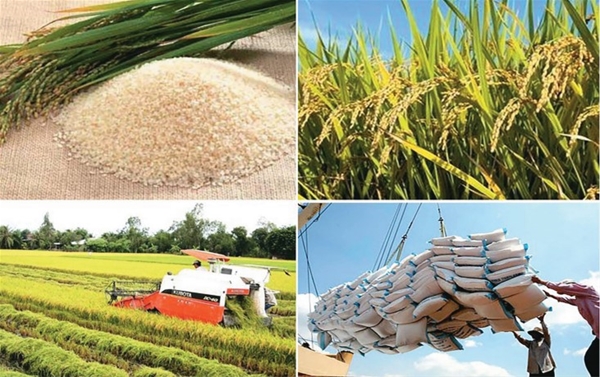 Giá hồ tiêu liên tục giảm kể từ đầu tháng 5.