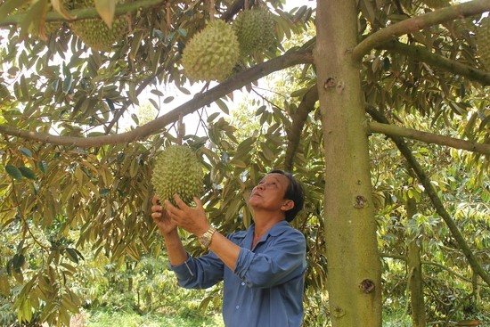 Cây thanh long giúp người dân Châu Thành - Long An nâng cao đời sống.