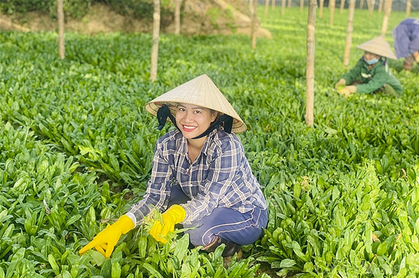 Central Retail sẽ tiêu thụ 1.000 tấn vải thiều từ Lục Ngạn, Bắc Giang.