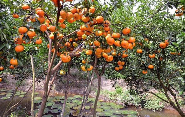 Hàng Việt ngày càng chinh phục lòng tin của người tiêu dùng.