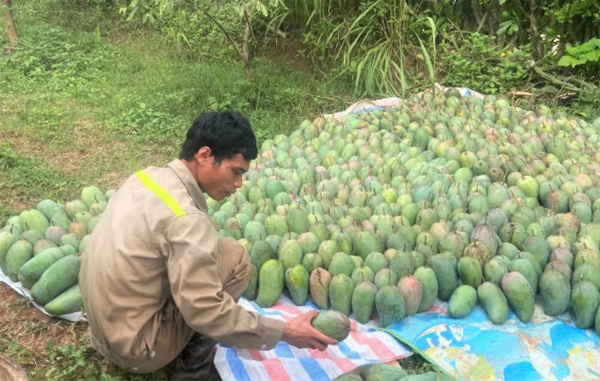 Lào Cai đầu tư vào việc chế biến 12 sản phẩm chủ yếu.