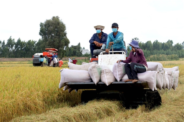 Ký kết hợp đồng với cộng đồng dân cư nhằm nhân giống cây chè shan cổ thụ.