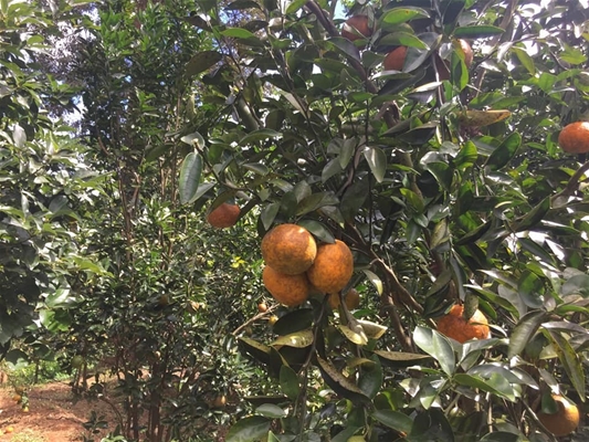 Thành lập đoàn kiểm tra về công tác phòng chống dịch tả lợn châu Phi.