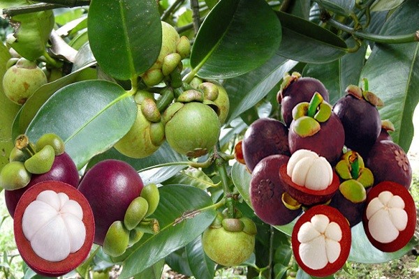 Tiềm năng sản xuất và cung ứng các sản phẩm đặc trưng của tỉnh Sơn La.