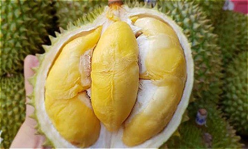 Đắk Lắk có 4.000 hecta rừng đã được cấp chứng chỉ quản lý bền vững.