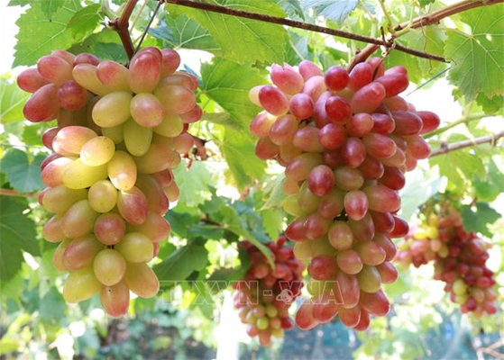 Sử dụng thảo dược trong thức ăn giúp tôm nuôi khỏe mạnh, tăng cường chức năng gan, cải thiện đường ruột và đáp ứng tiêu chuẩn xuất khẩu.