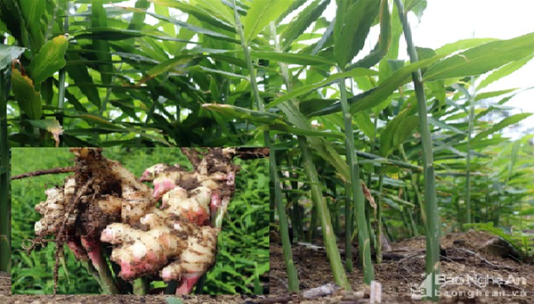 Thừa Thiên Huế thực hiện nhiều giải pháp nhằm nâng tầm thương hiệu tinh dầu tràm.