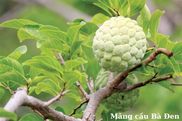 Hải Phòng cần chú trọng vào phát triển cơ sở hạ tầng nghề cá.