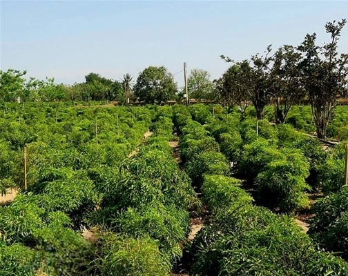 Bắt được con lươn vàng ánh hiếm hoi.