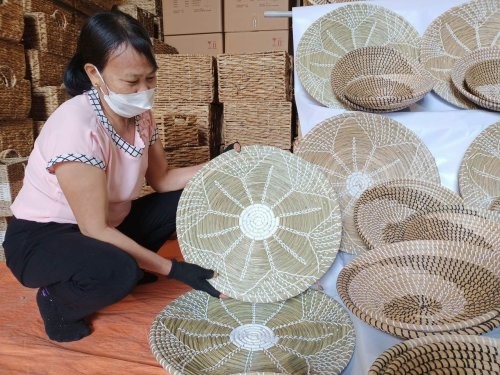 Phát triển vùng chuyển đổi cây cam Bắc Tân Uyên