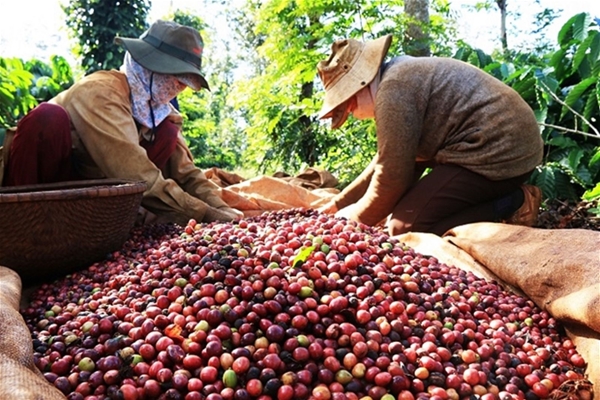 Triển vọng xuất khẩu trái thanh long của các địa phương thuộc vùng Đồng bằng sông Cửu Long sang thị trường EU