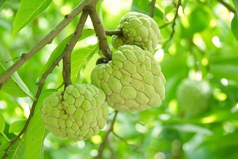 Hà Tĩnh: Cam giòn Thượng Lộc được xác định là cây trồng chủ lực, mang lại giá trị kinh tế cao.