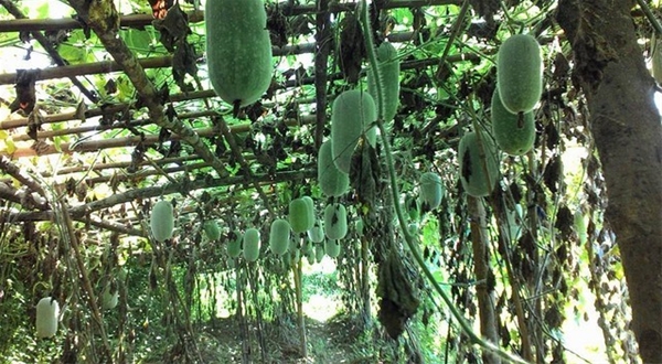 Cung cấp hàng hóa vẫn đảm bảo cho người dùng tại Thủ đô.