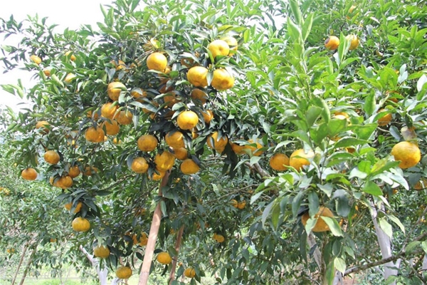 Xin mời tham gia Hội thảo tập huấn về việc hỗ trợ các doanh nghiệp vừa và nhỏ Việt Nam tận dụng lợi thế từ Hiệp định CPTPP nhằm phát triển xuất khẩu, cùng với tư vấn trực tiếp 1:1 với các chuyên gia.