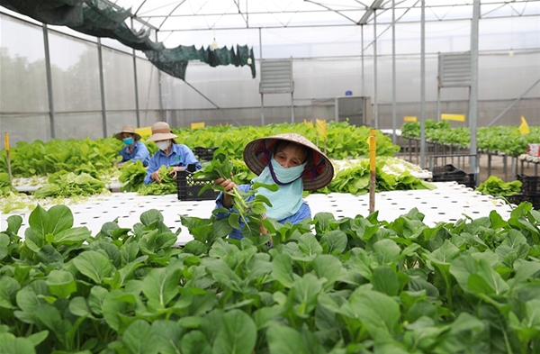 Tiến hành lấy mẫu giám sát định kỳ 6 tháng một lần đối với các doanh nghiệp xuất khẩu yến.