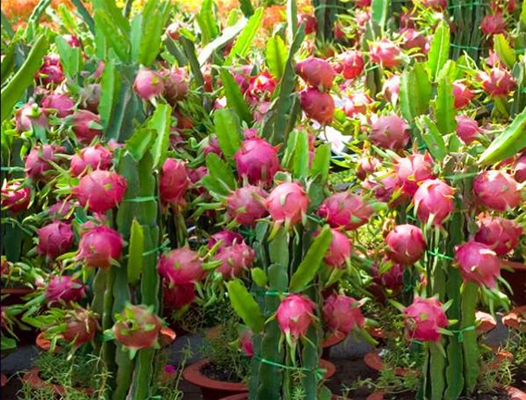 Trồng ổi VietGAP trong thời kỳ đại dịch vẫn bán rất chạy.