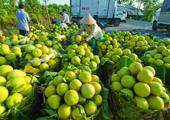 Vụ đông xuân miền Nam - Tăng diện tích, giảm sản lượng