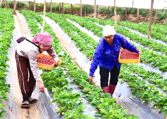 “Định hướng” cho hàng Việt Nam vào thị trường Thái Lan.