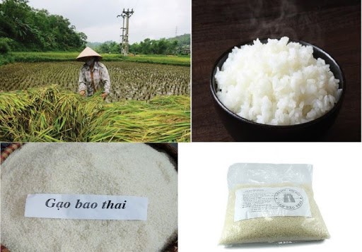 Thời điểm để nhà vườn phục hồi sức cho cây thanh long