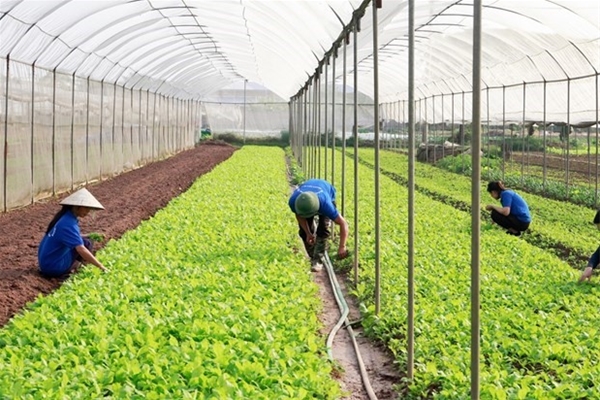 Ngày Quốc tế Rừng: Khai thác tiềm năng chưa được tận dụng