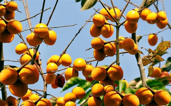 Tìm kiếm phương pháp bảo tồn giống lợn Lop tai cụp quý hiếm của Anh.