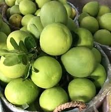 Khẳng định chất lượng nấm Việt Nam qua việc ứng dụng công nghệ sinh học.