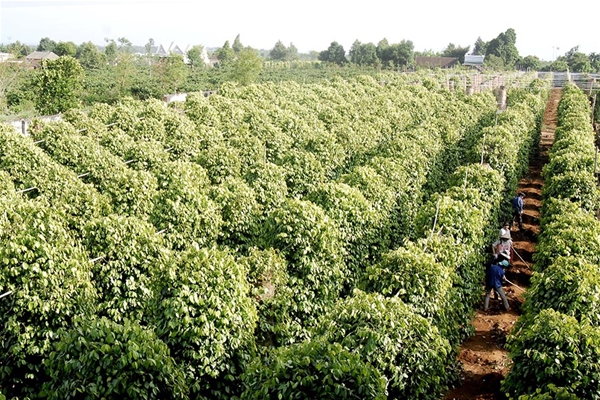 Rầm rộ tiêu diệt chuột để bảo vệ lúa vụ đông xuân