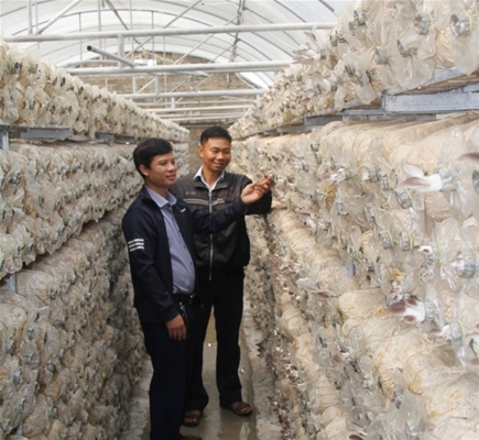 GIC hỗ trợ nông dân và hợp tác xã trong việc chuyển đổi tư duy sản xuất nông nghiệp.