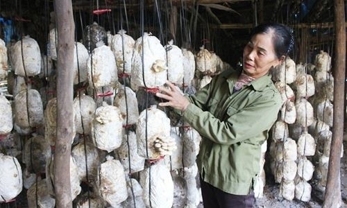 Mùa vụ lúa đạt được kết quả vượt trội ngoài mong đợi.