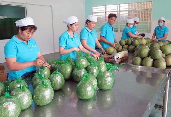 Sâm Báo - Di sản quý giá của vùng đất xứ Thanh