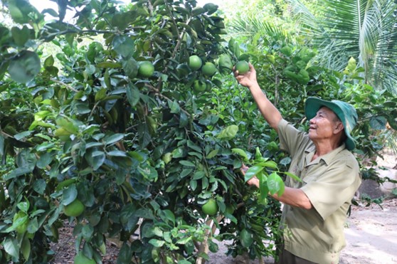 Hệ thống trữ nước phân tán giúp vườn trái cây đặc sản vùng ĐBSCL chống chọi với hạn mặn.
