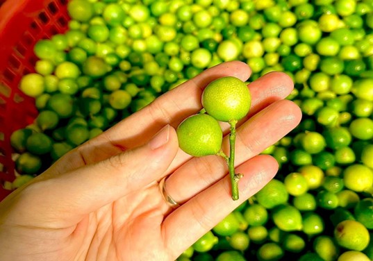 Phòng ngừa và ứng phó với cháy rừng: Kinh phí hạn chế, lực lượng mỏng.