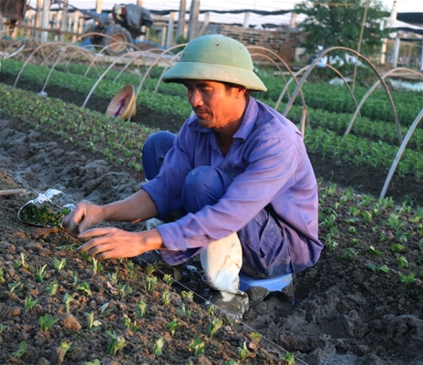 Một ngôi làng thu về hơn 21 tỷ đồng từ cây dứa.