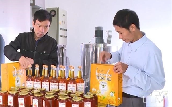 Diện tích trồng sen tại Đồng Tháp đạt mức vượt 31% so với chỉ tiêu đề ra cho năm 2025.