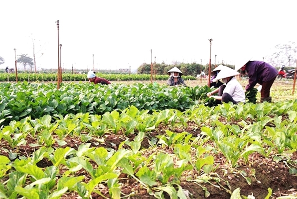 Những loại cây trồng cạn tiết kiệm nước nhưng mang lại lợi nhuận cao