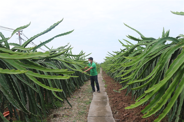 Thâm canh lúa hồi phục giúp nông dân gia tăng lợi nhuận gấp đôi.