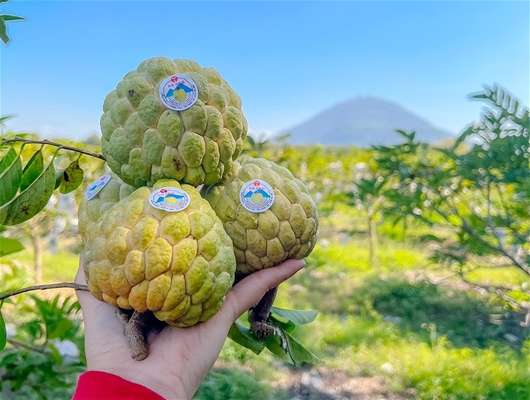 Bưởi Đoan Hùng
