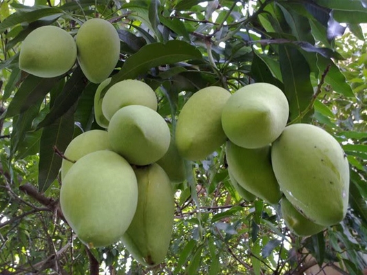 Vùng trồng xoài được cấp mã số để xuất khẩu.